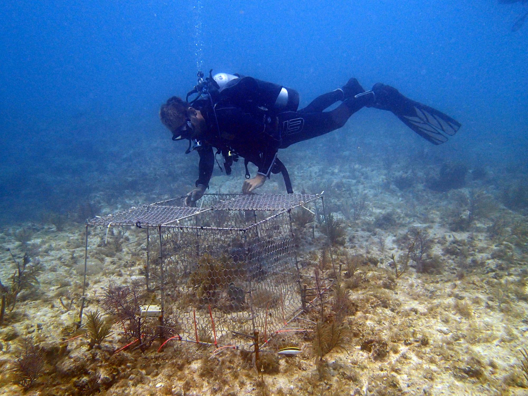 Diver places coral enclosure on sea floor
