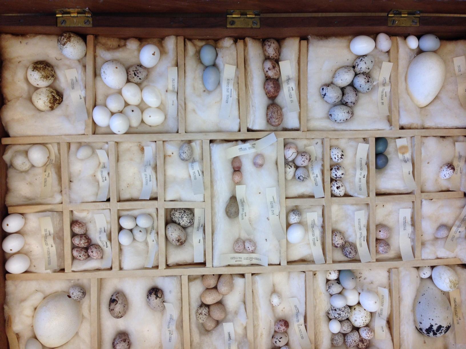 eggs featured at Pasto Museujm