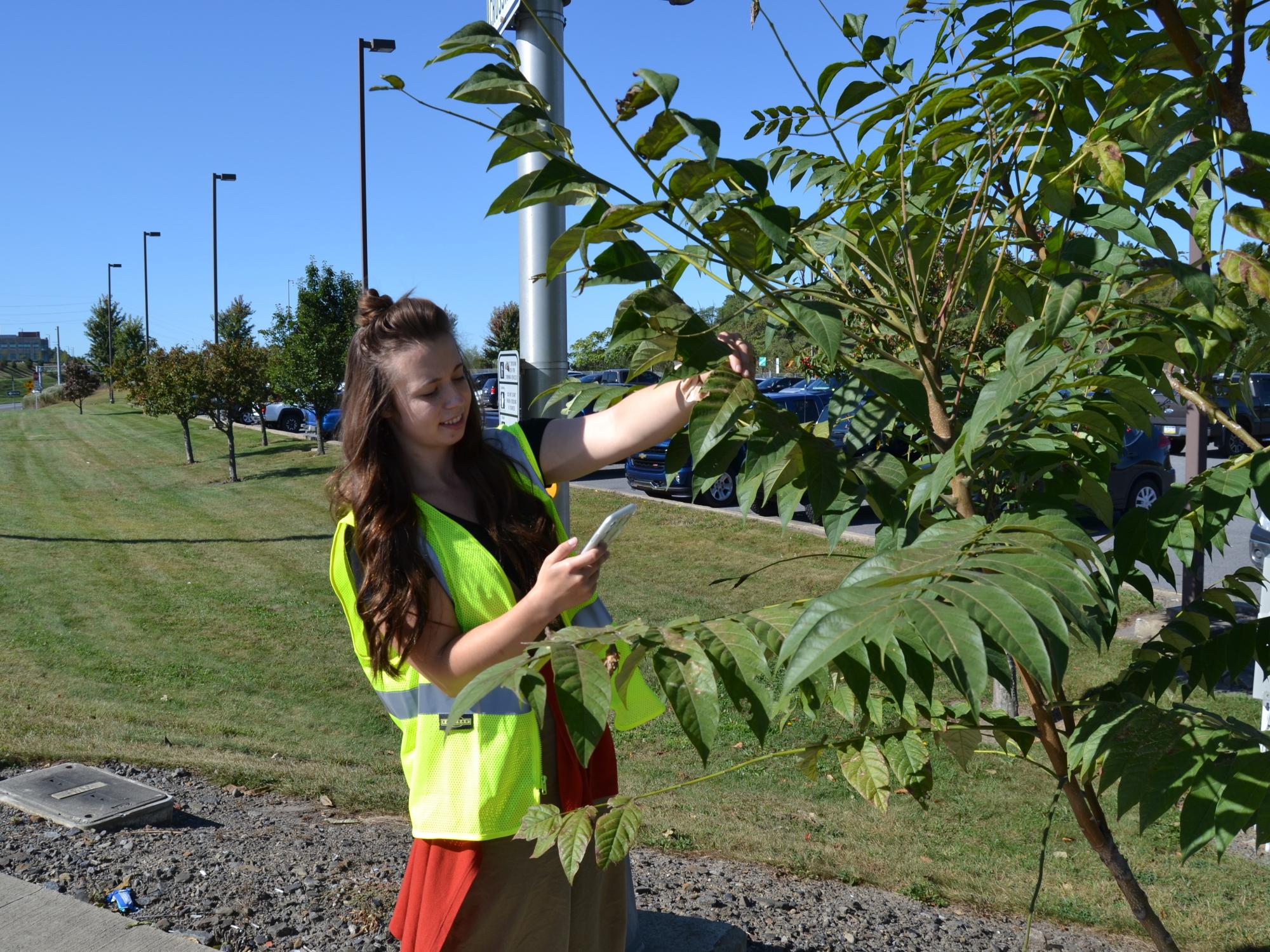 Penn State Extension tree of heaven survey