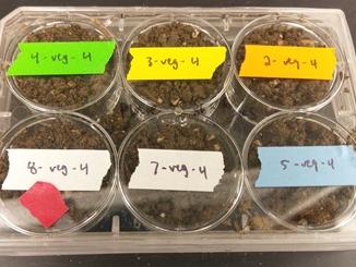 Kaminsky experiment