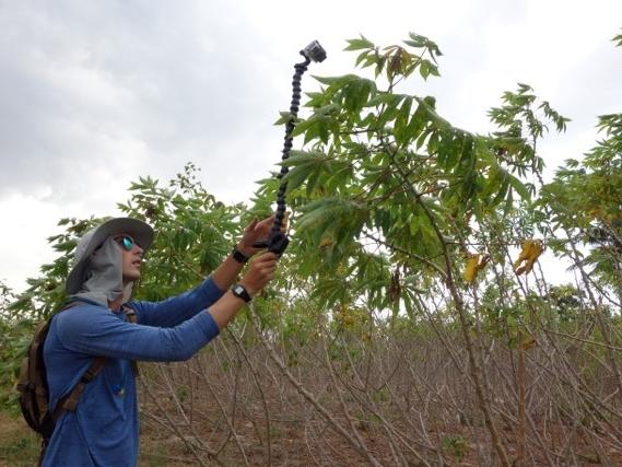 use of GoPro camera in a cassava field