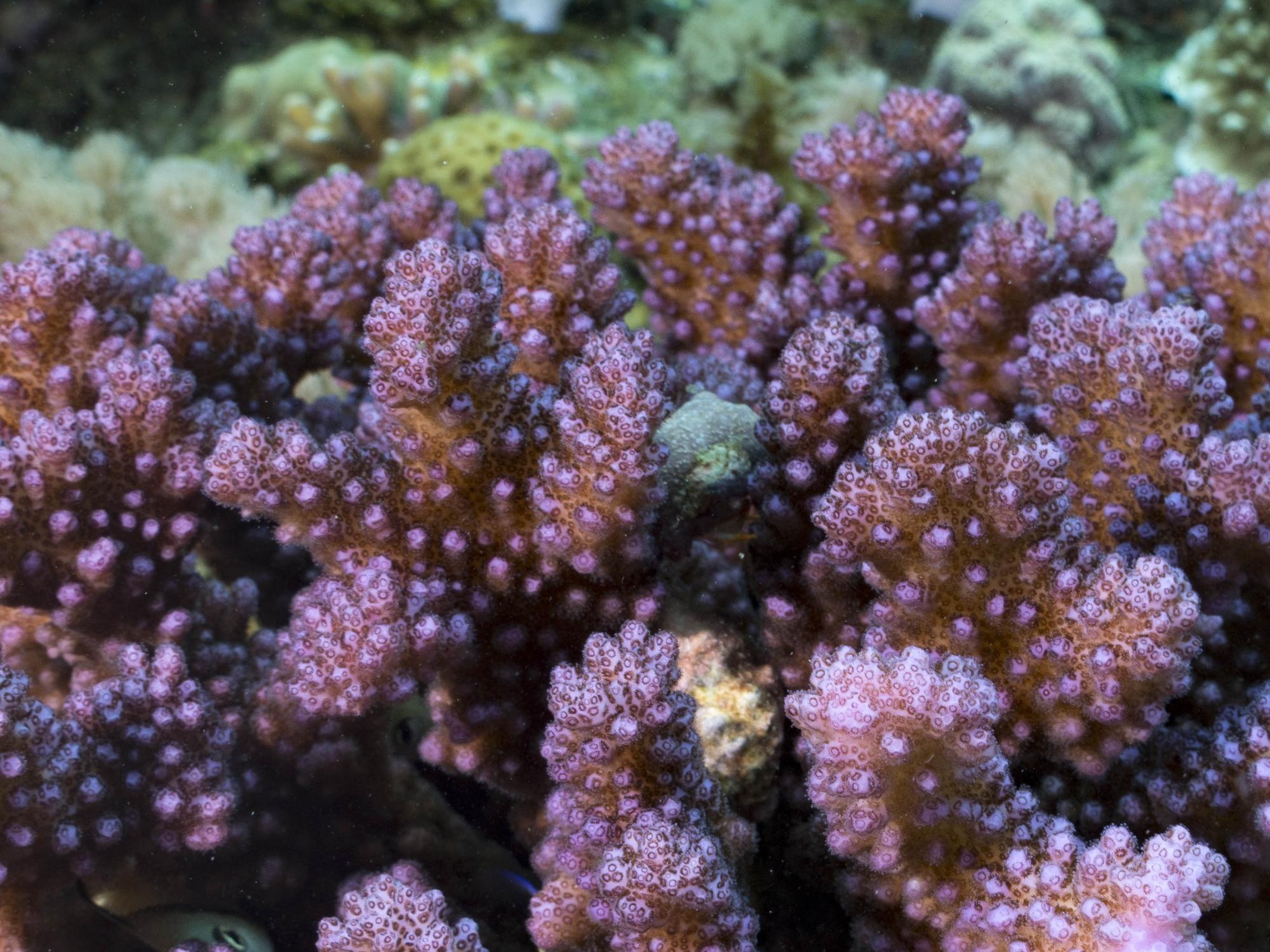 Pocillopora coral