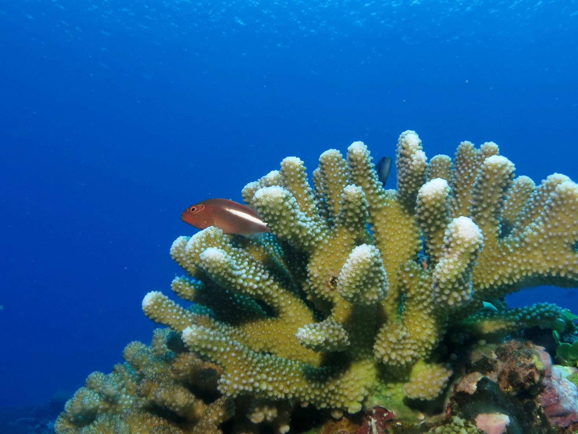 Pocillopora coral with fish