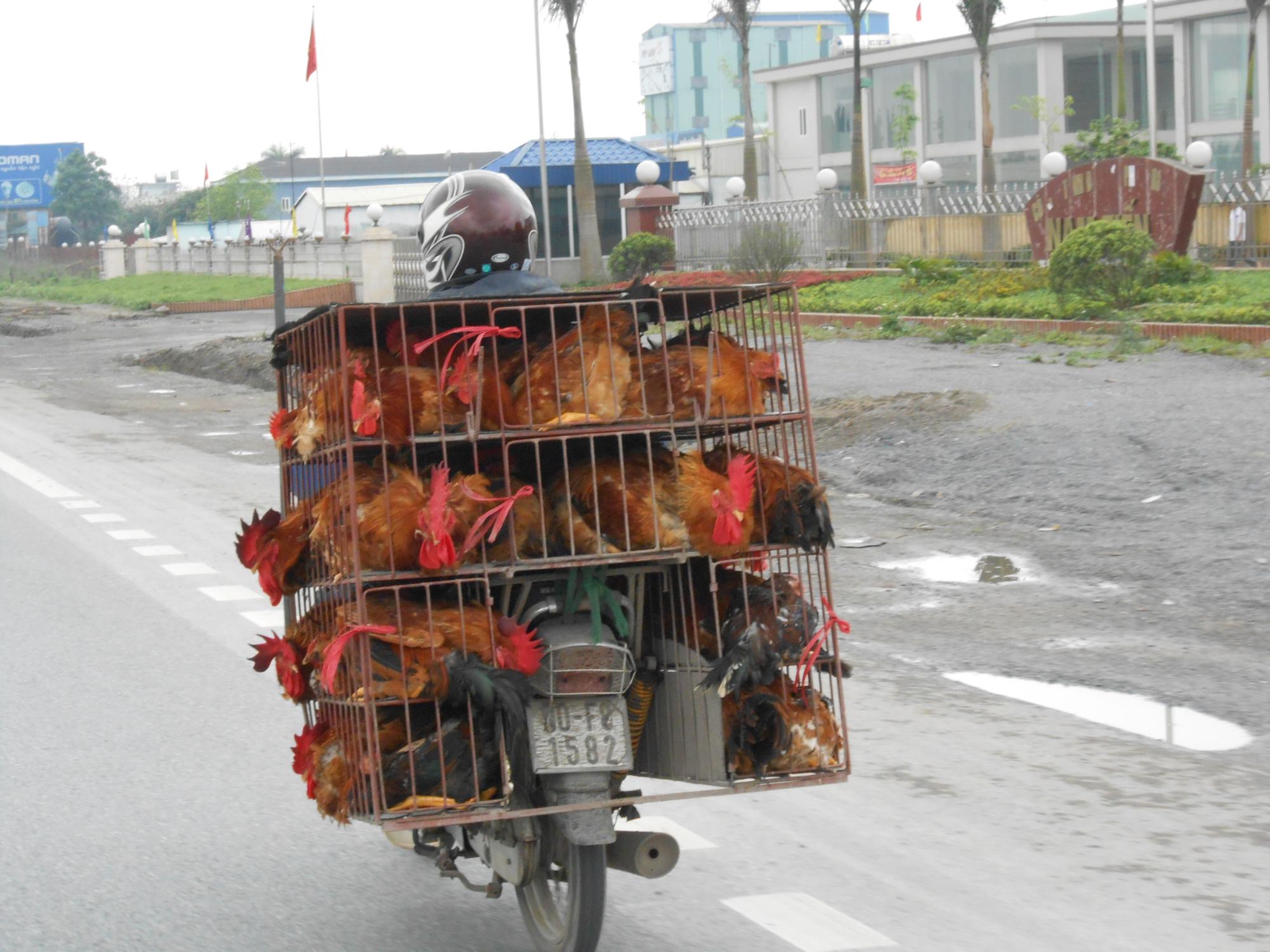 Person on a motorcycle with chickens in cages on the back.