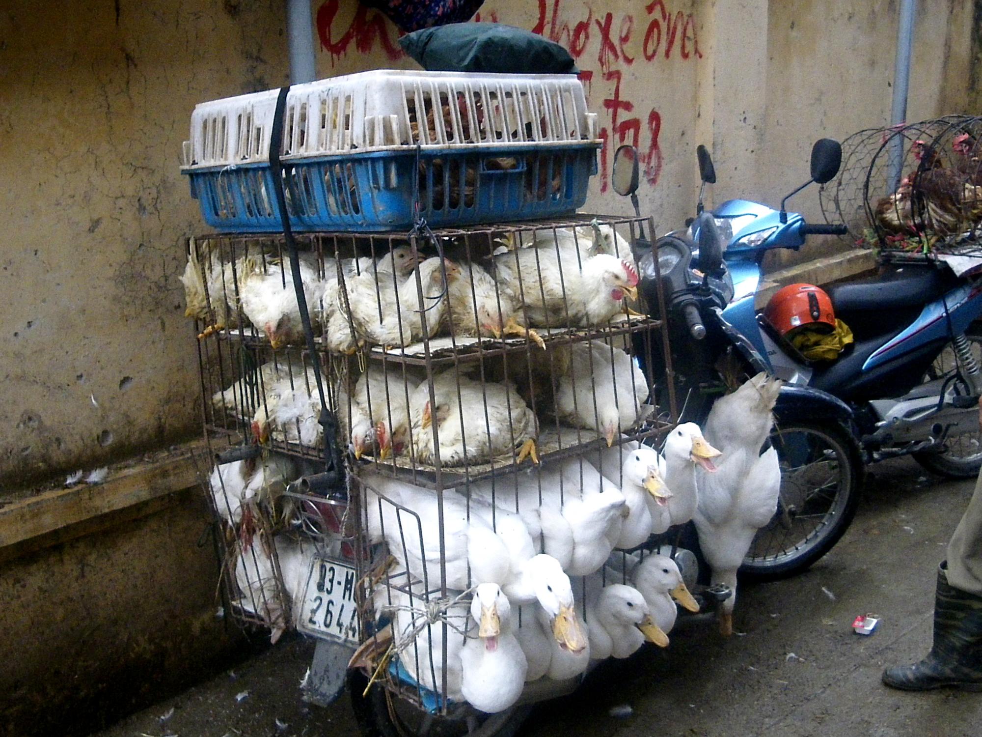 Poultry being transported by motorbike