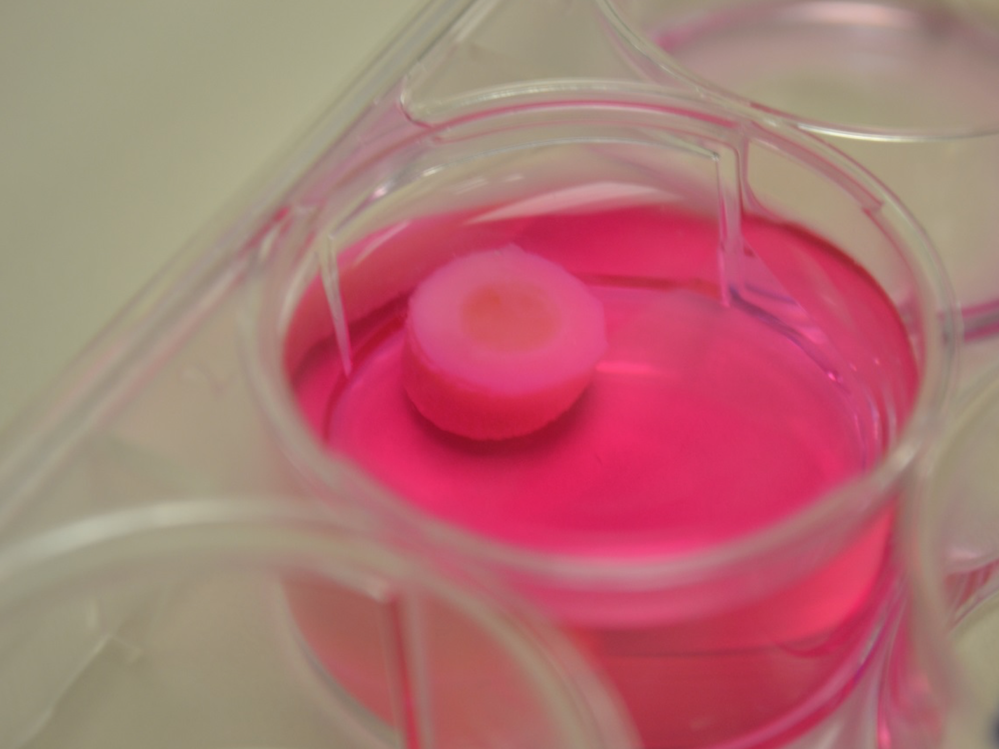 printed cartilage