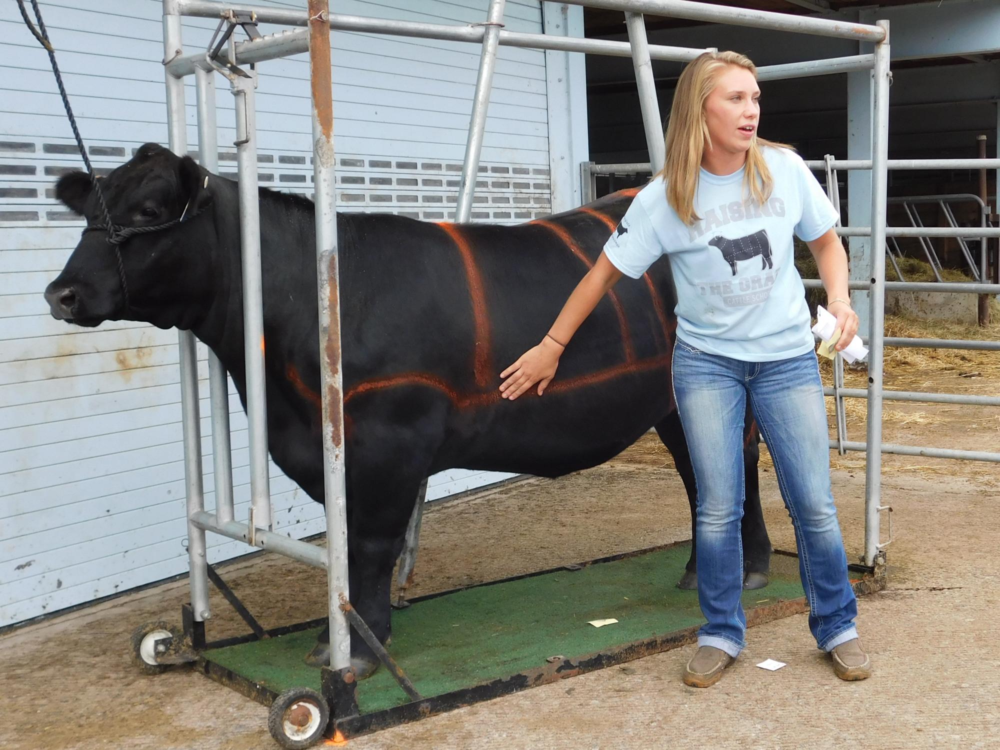 Cattlewomen cow