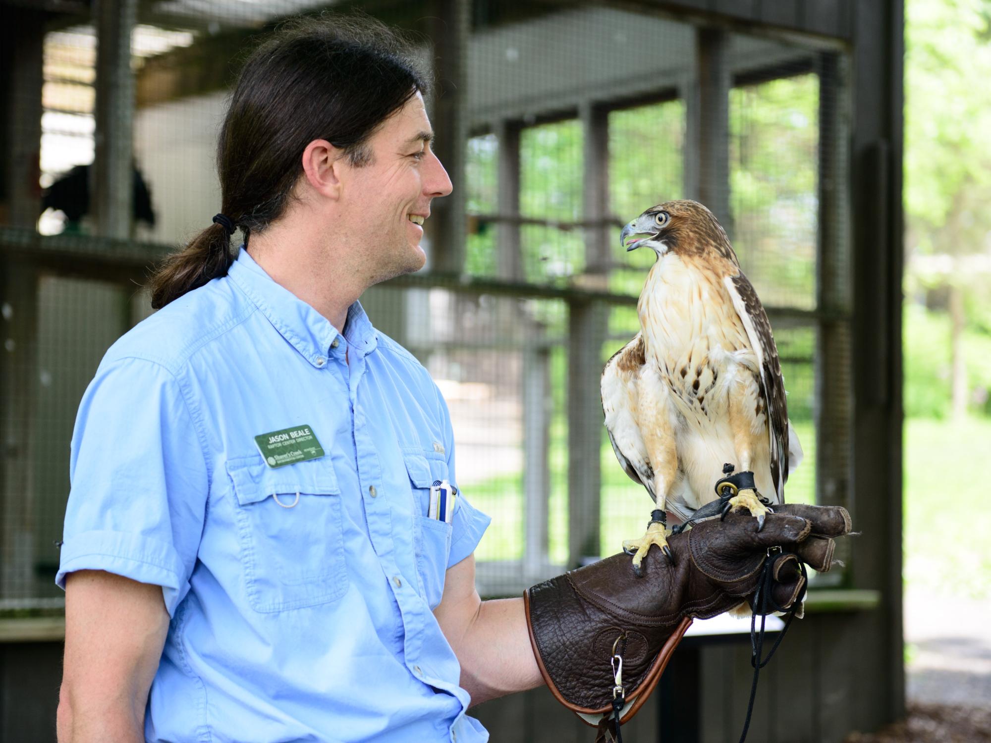 The Raptor Center program director displays a red-tailed hawk on a glove in front of the bird's enclosure at Shaver's Creek