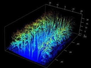 RealForestsimage