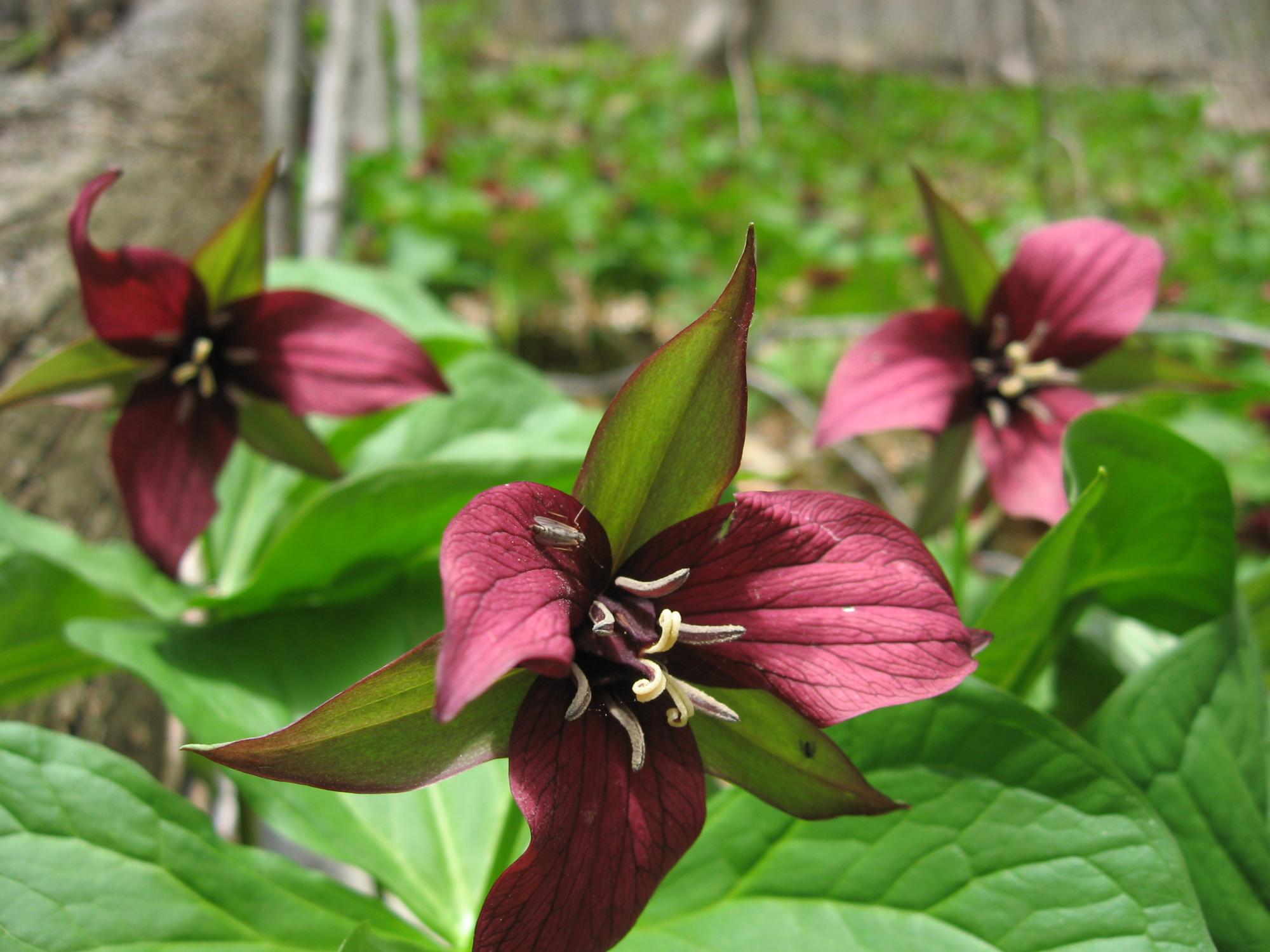 forest wild flower