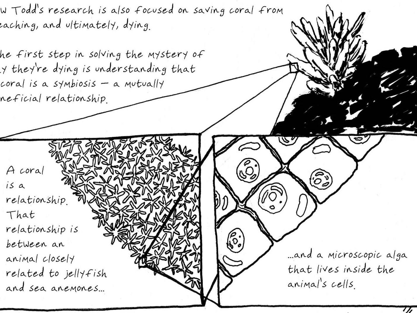 coral cartoon