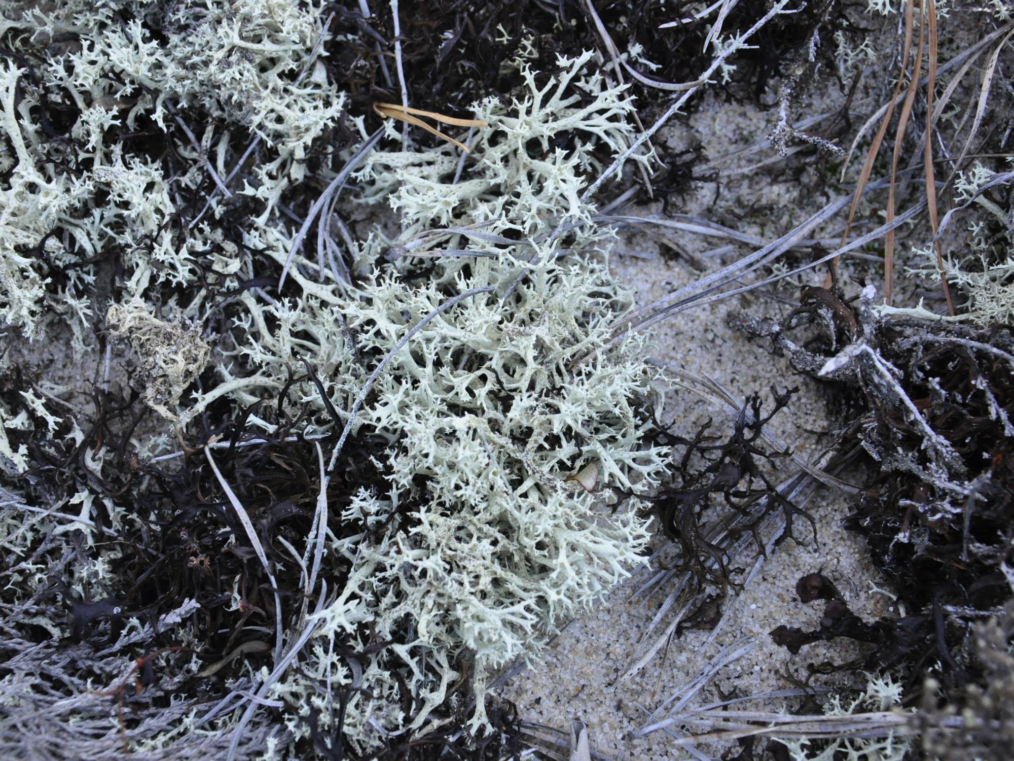 Reindeer lichen