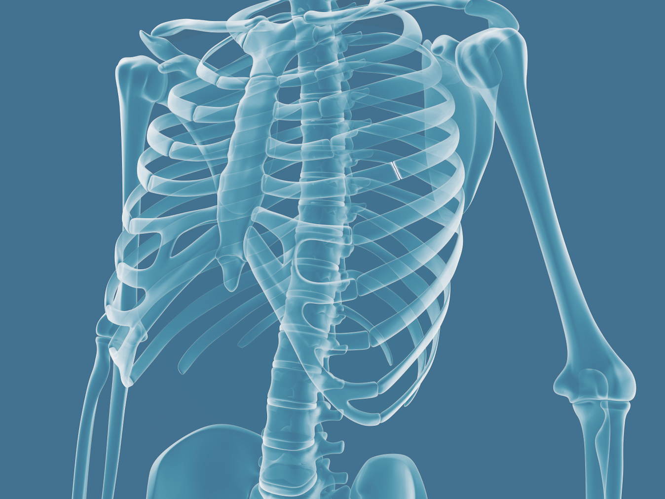 rib cage encloses heart and lungs