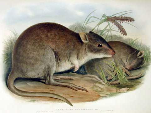 rufous bettong
