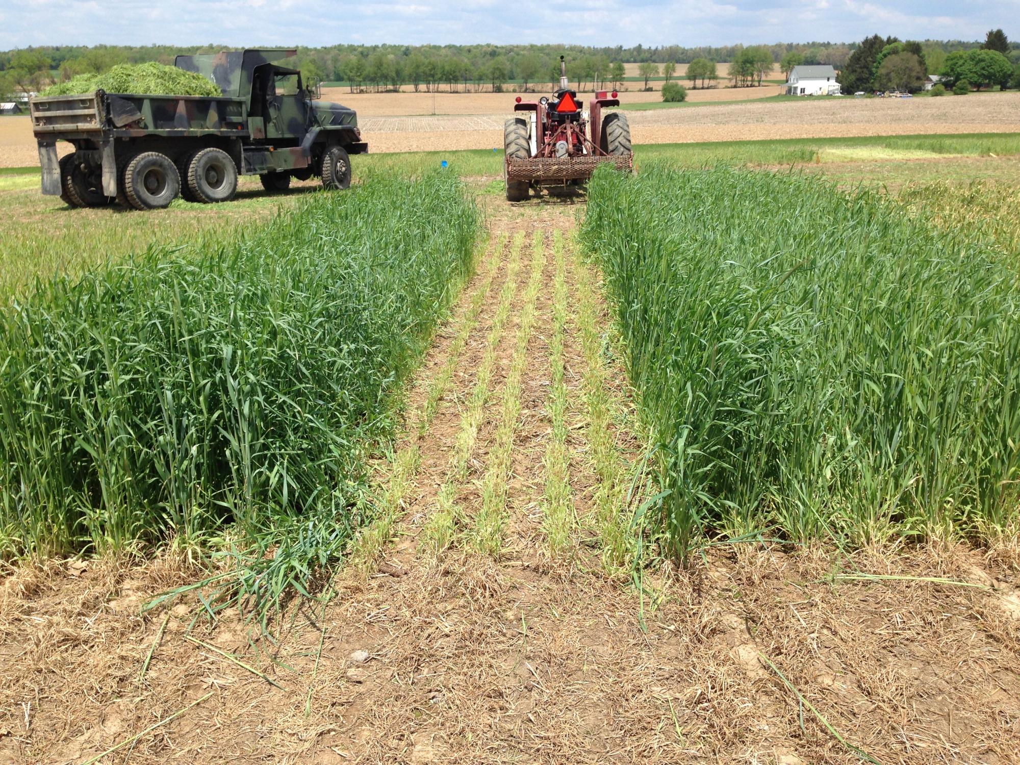 ryelage being cut