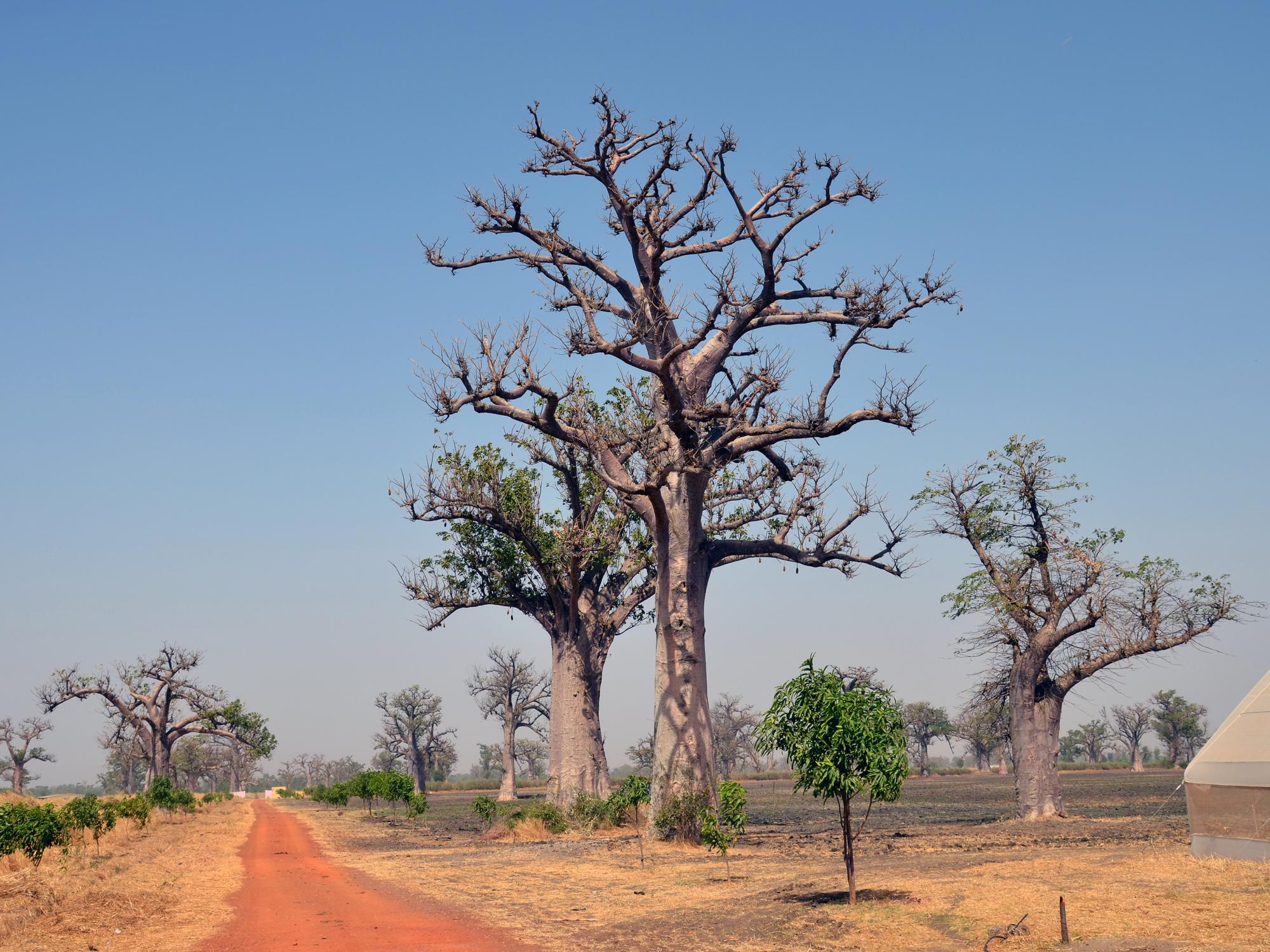 Baobab trees line road