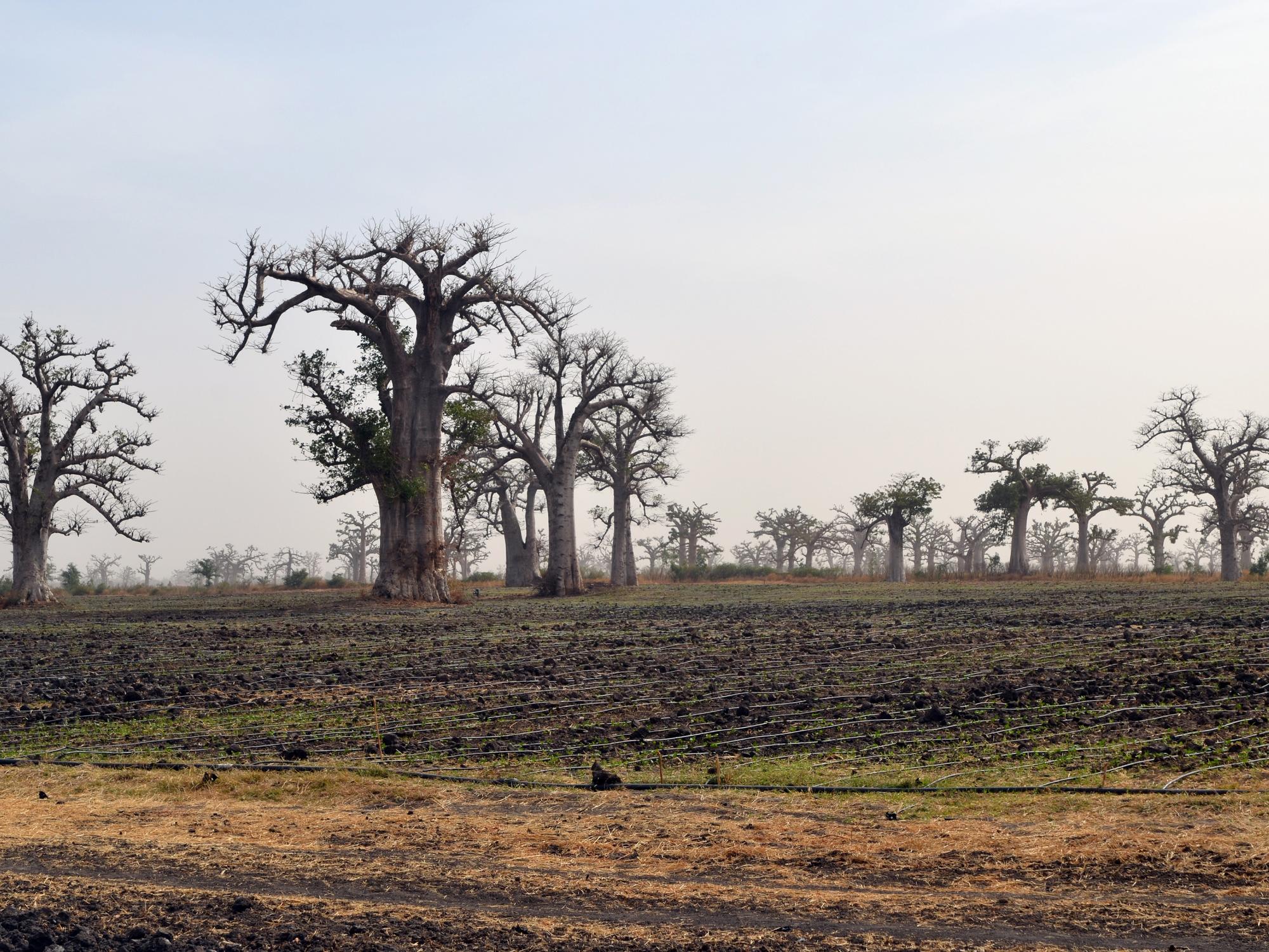 Baobab trees in field
