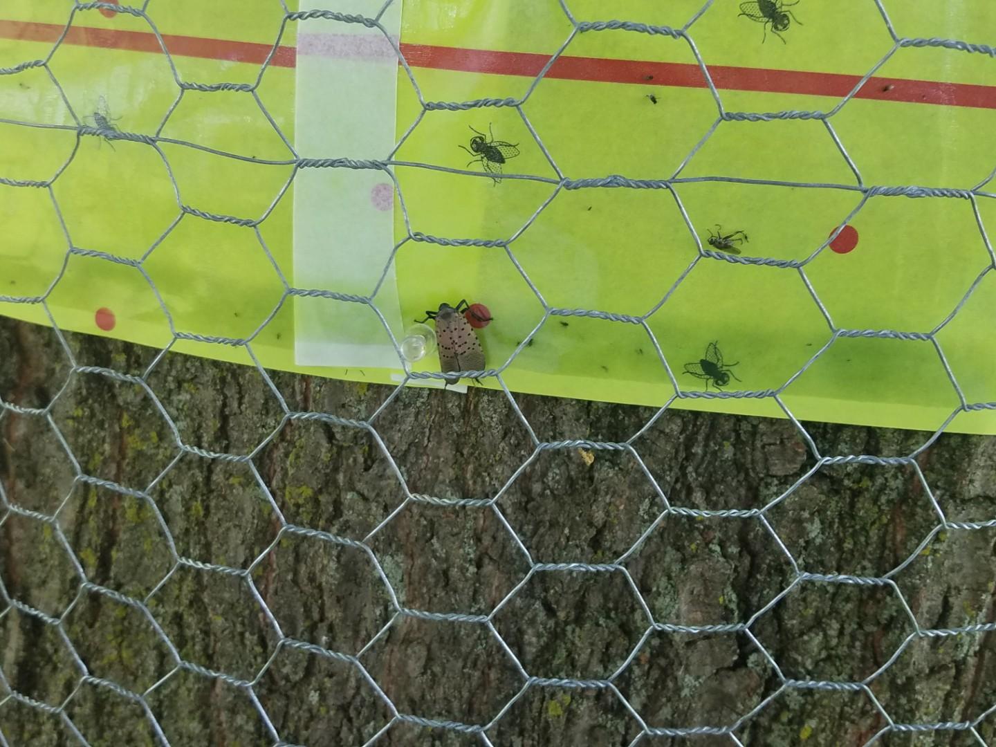 Sticky band with mesh