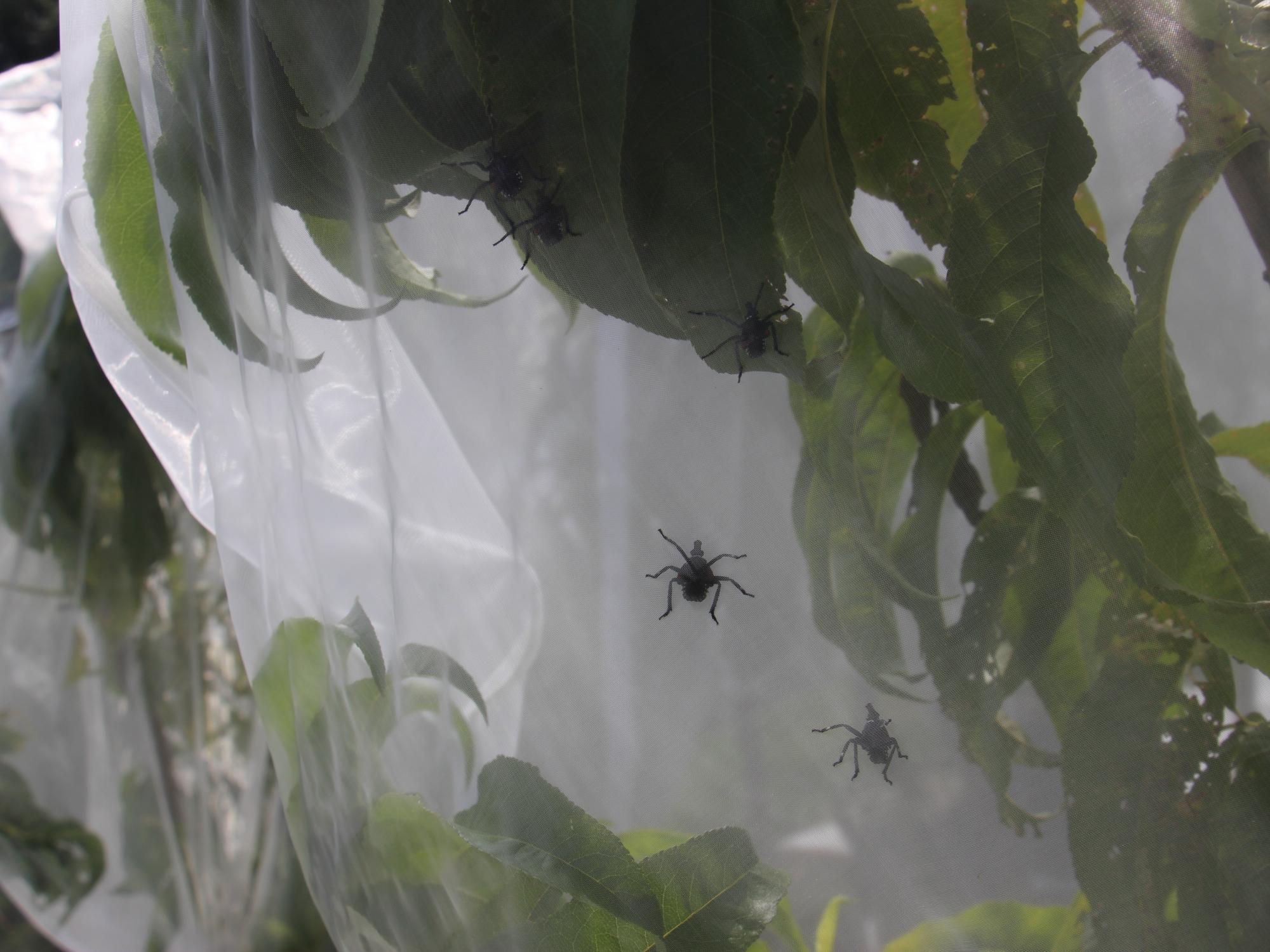 SLF Nymphs
