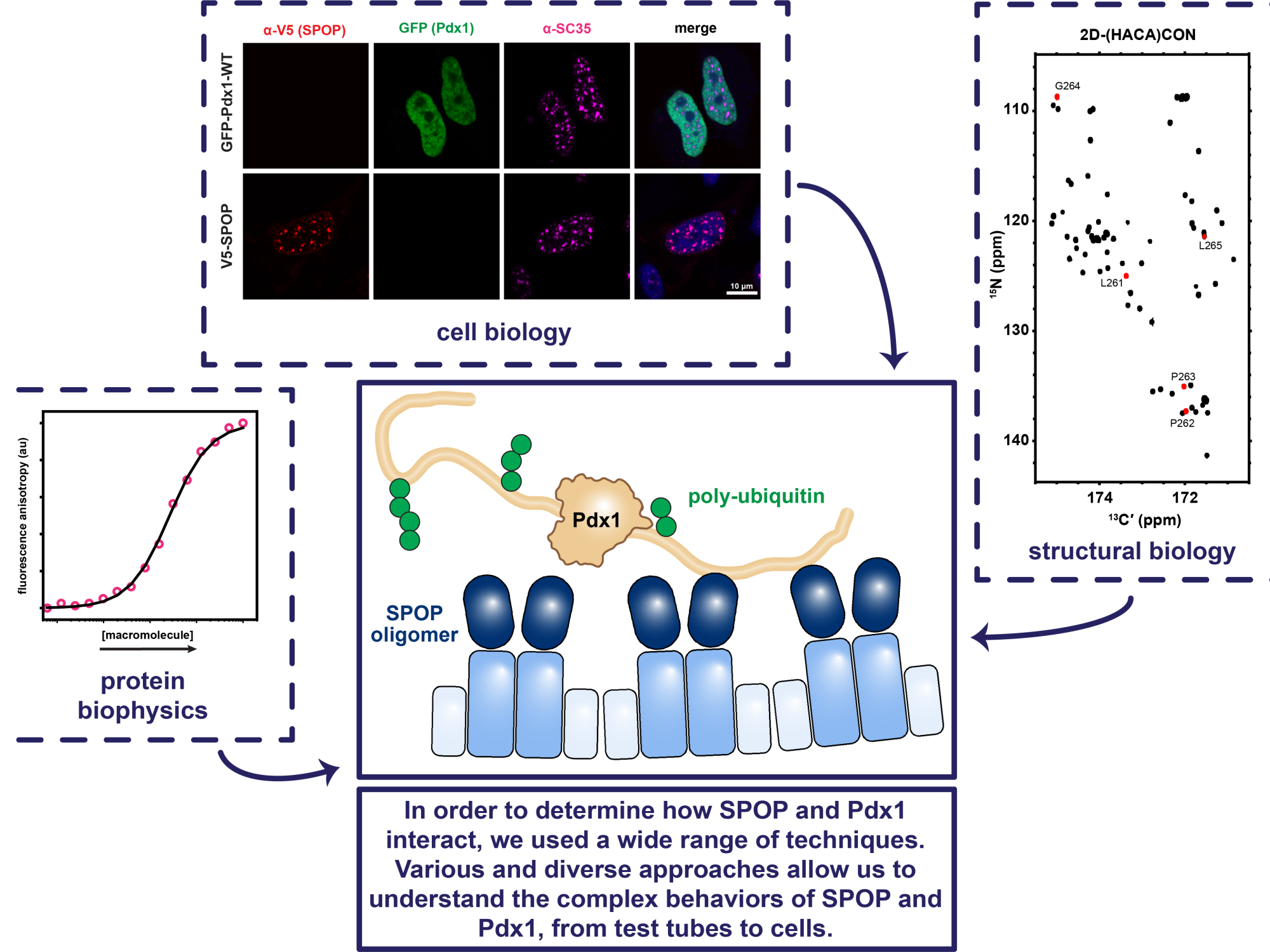 diagram with several graphs pointing to an illustration of the proteins Pdx1 and SPOP