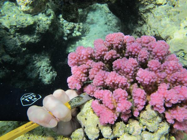 Person's hand holding a chisel and sampling a Pocillopora coral