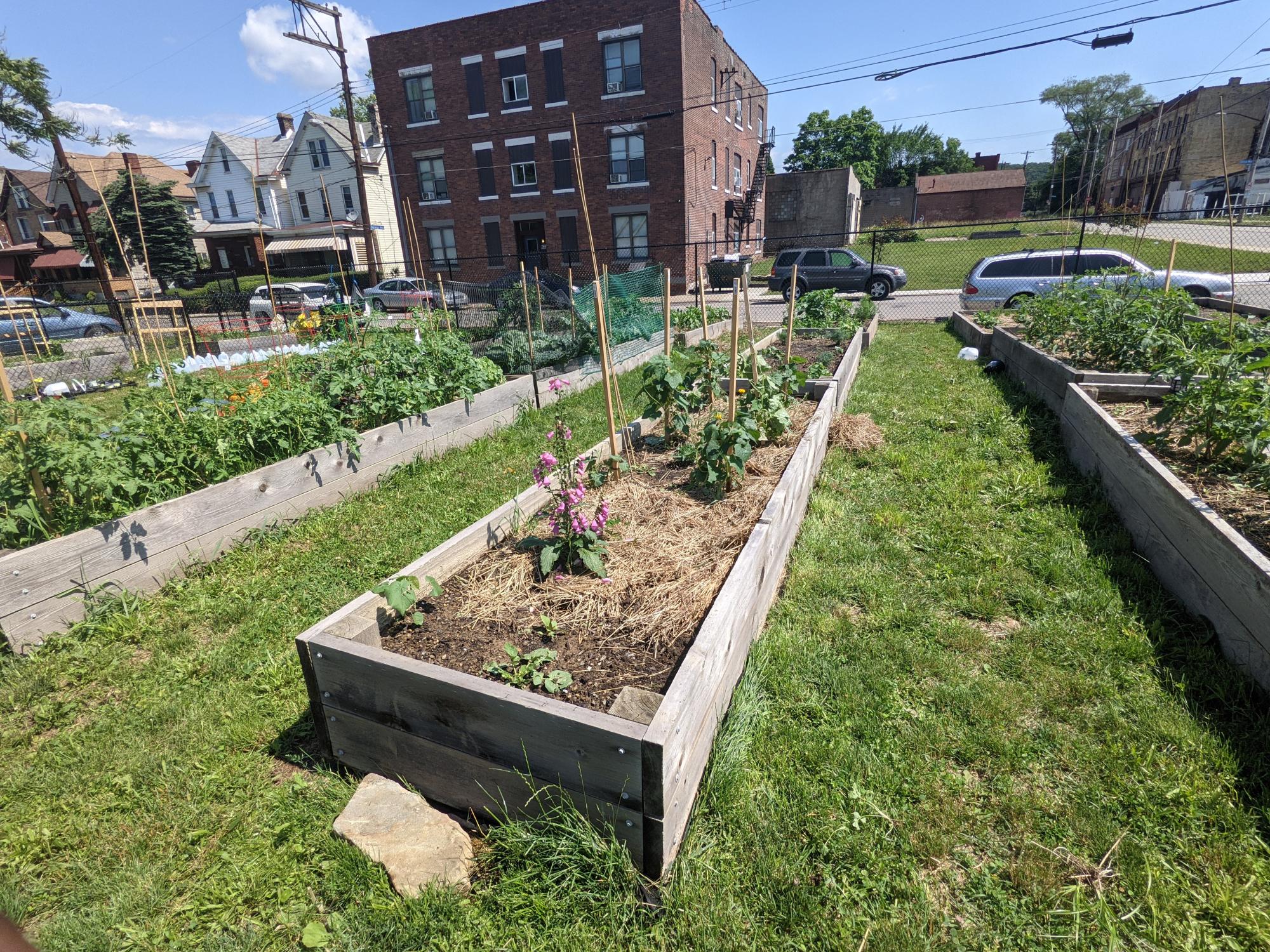 Raised bed gardens in front of buildings in the Pittsburgh neighborhood of Homewood.