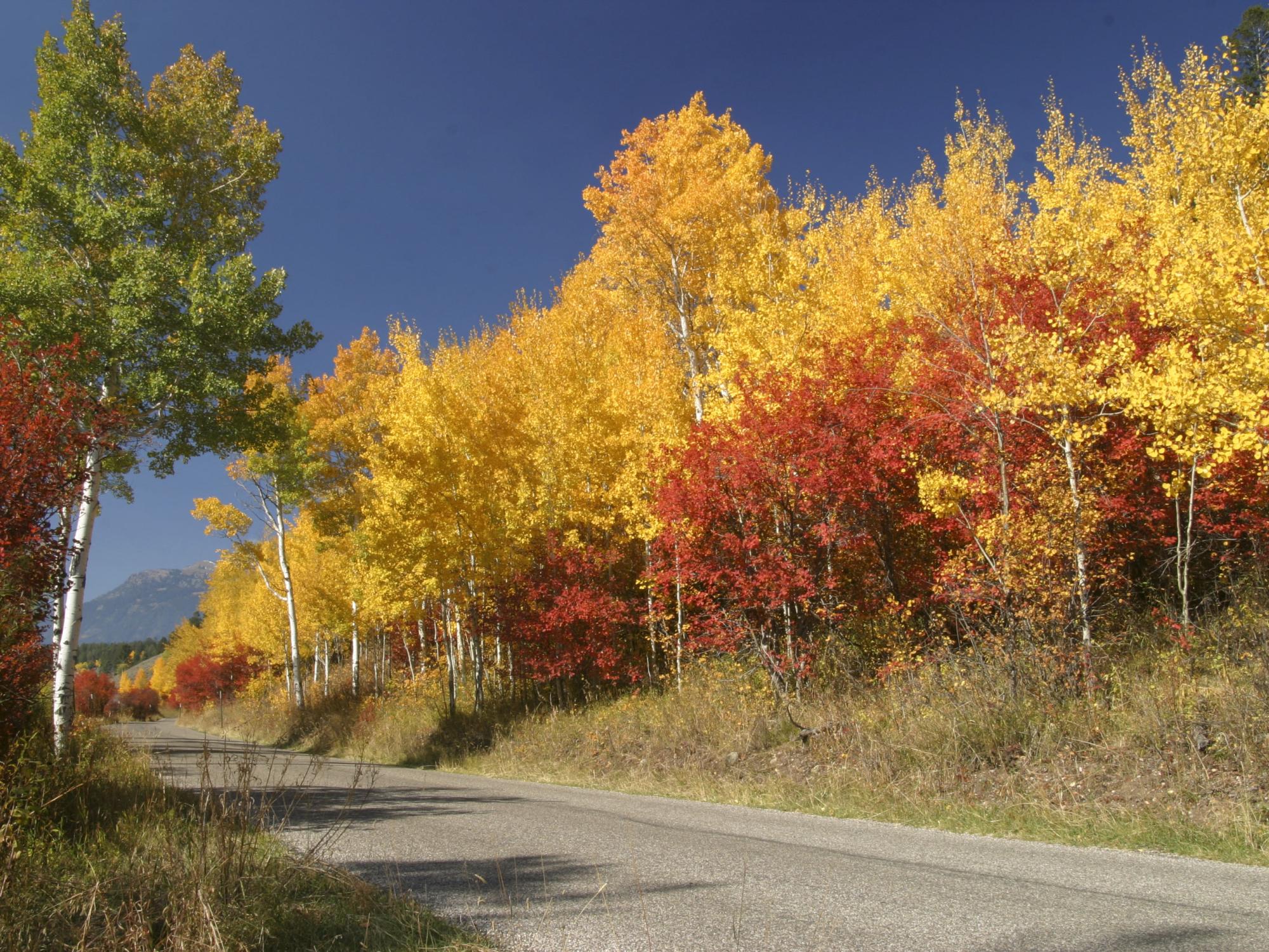 Road winding through the Moose-Wilson Corridor