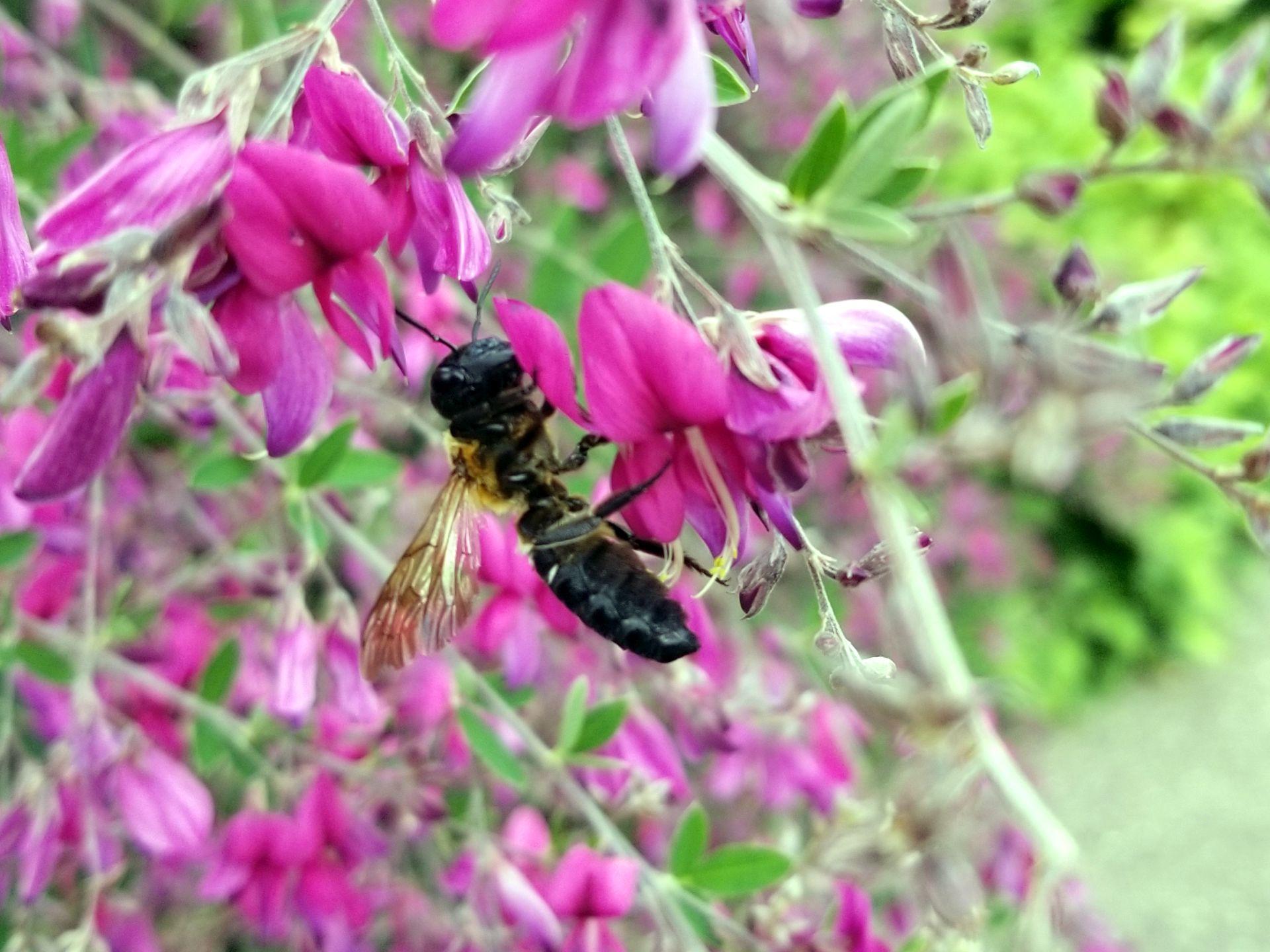 Sculptured resin bee (Megachilidae: Megachile sculpturalis)
