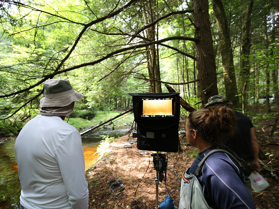 looking for brook trout