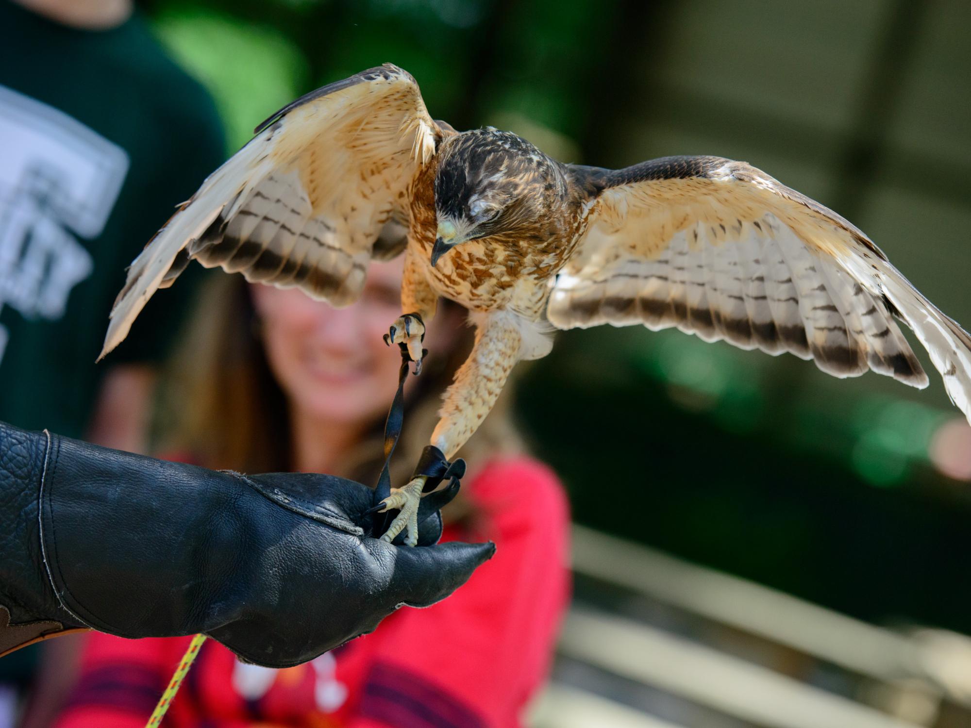 A Broad-winged Hawk spreads his wings while perched on a leather glove.