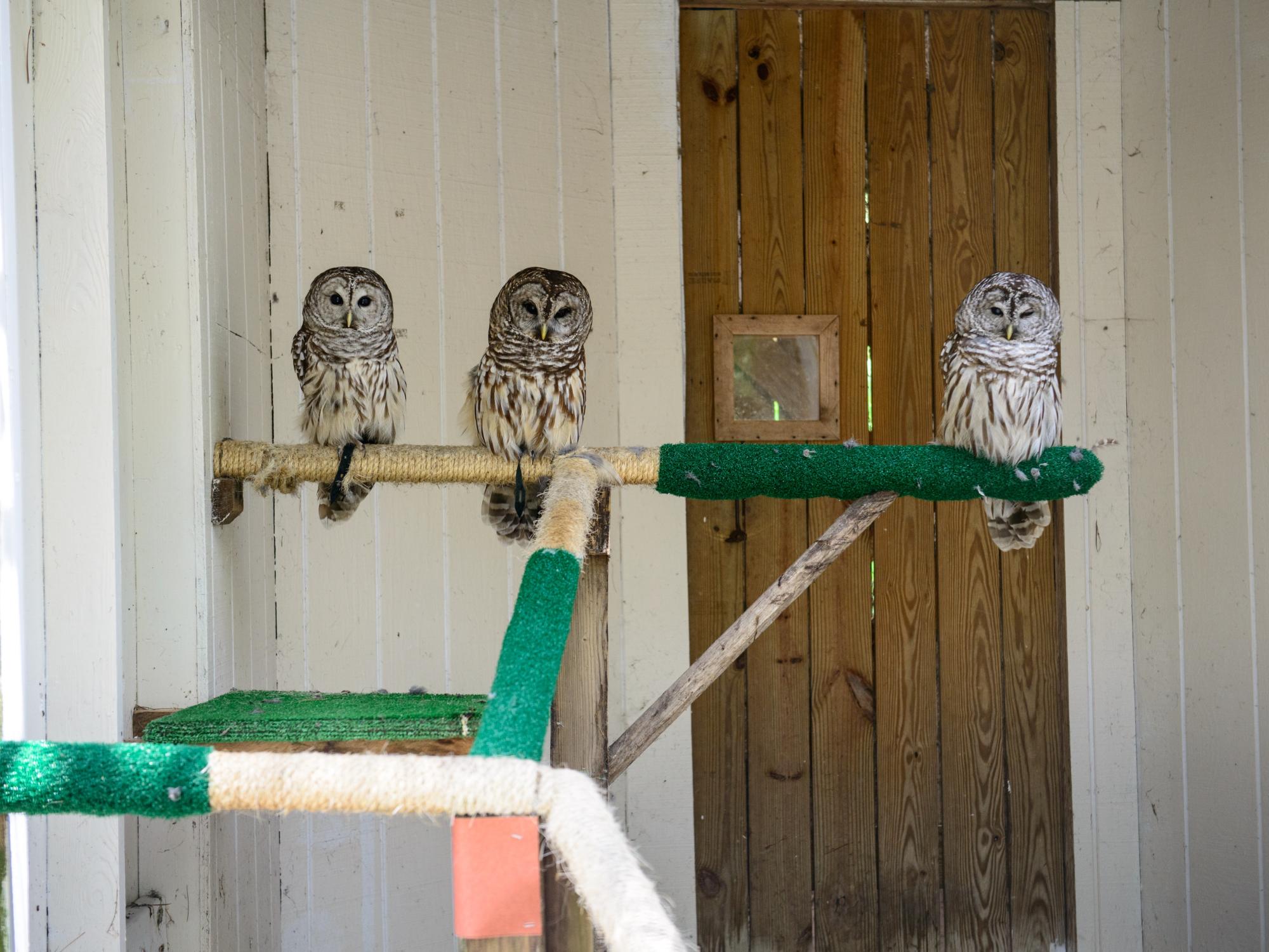 Three Barred Owls perch in an enclosure at the Shaver's Creek Environmental Center