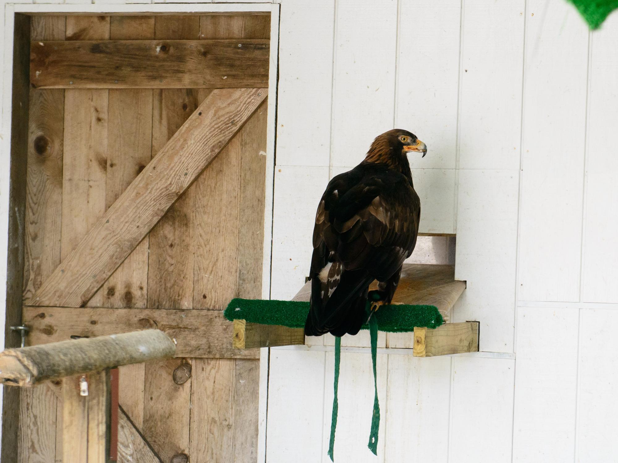 A Golden Eagle perches in an enclosure at Shaver's Creek Environmental Center