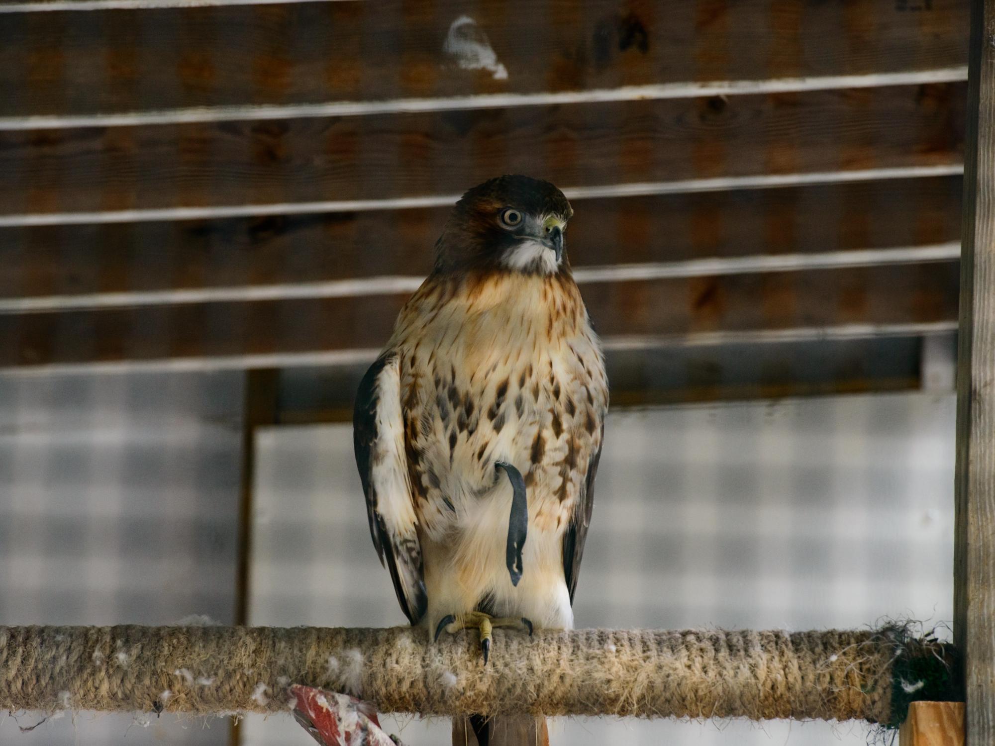 A Red-tailed Hawk perches in an enclosure at Shaver's Creek Environmental Center