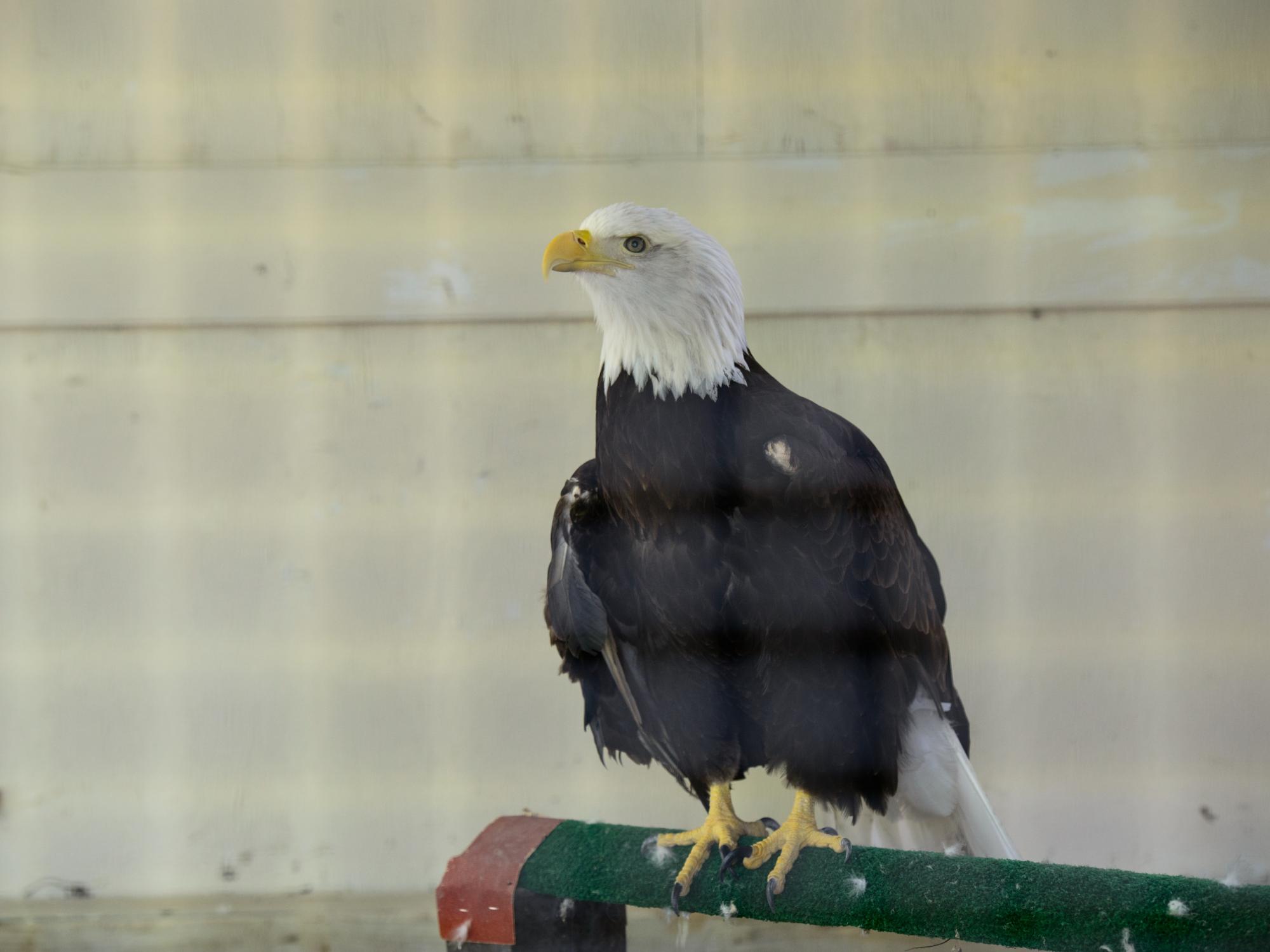 A Bald Eagle sits on a perch in an enclosure at Shaver's Creek