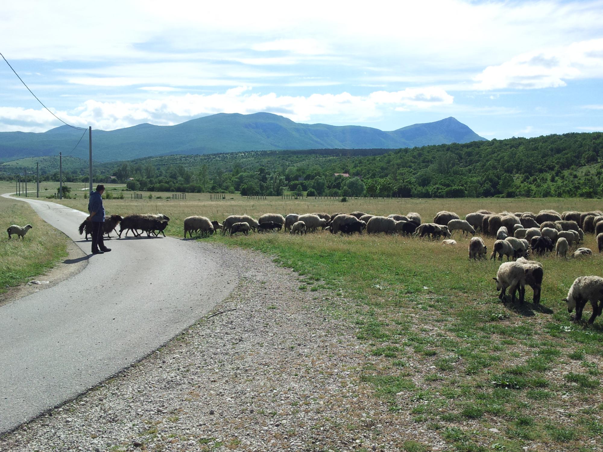 shepherd with his sheep