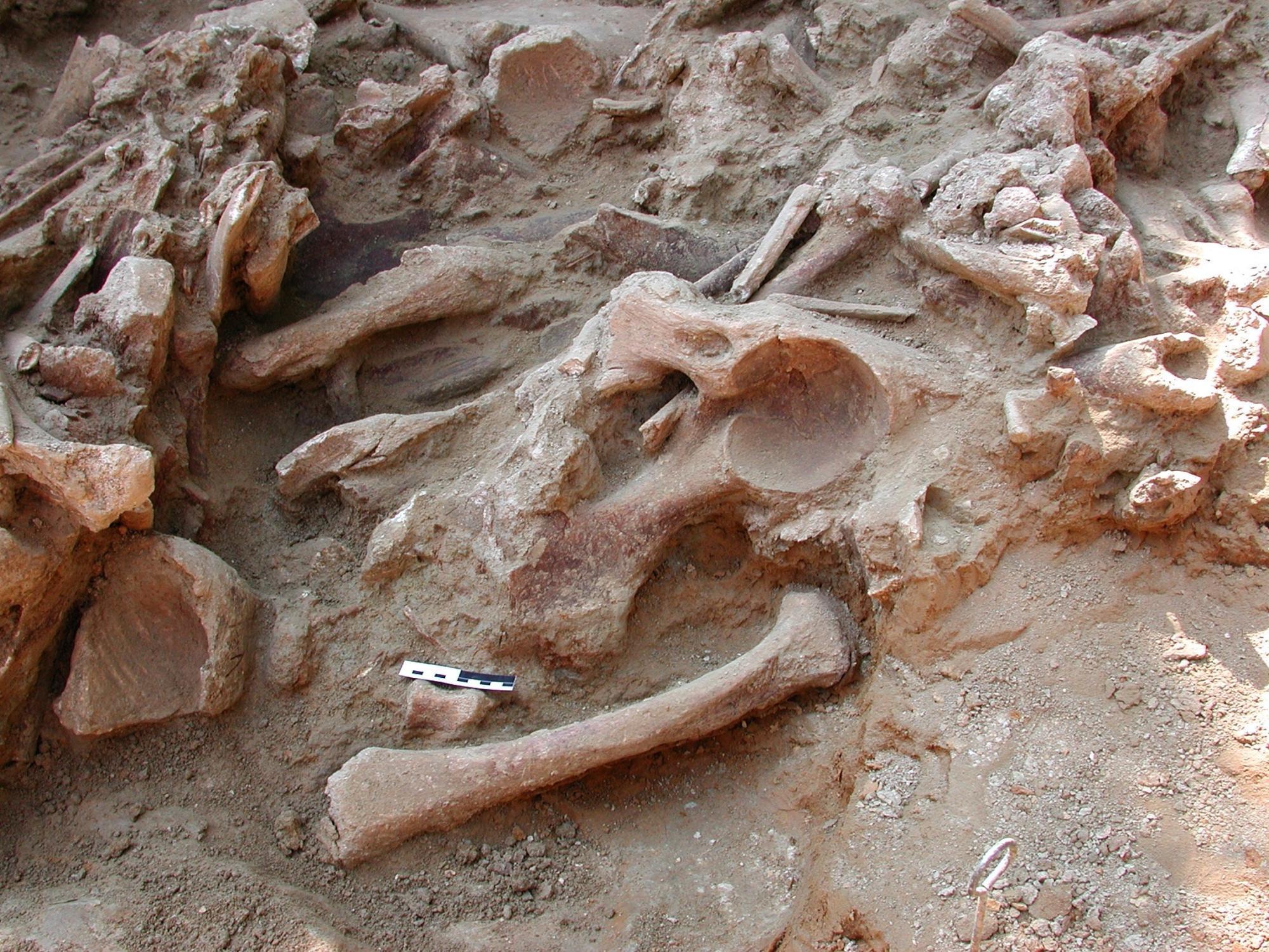 bone accumulation