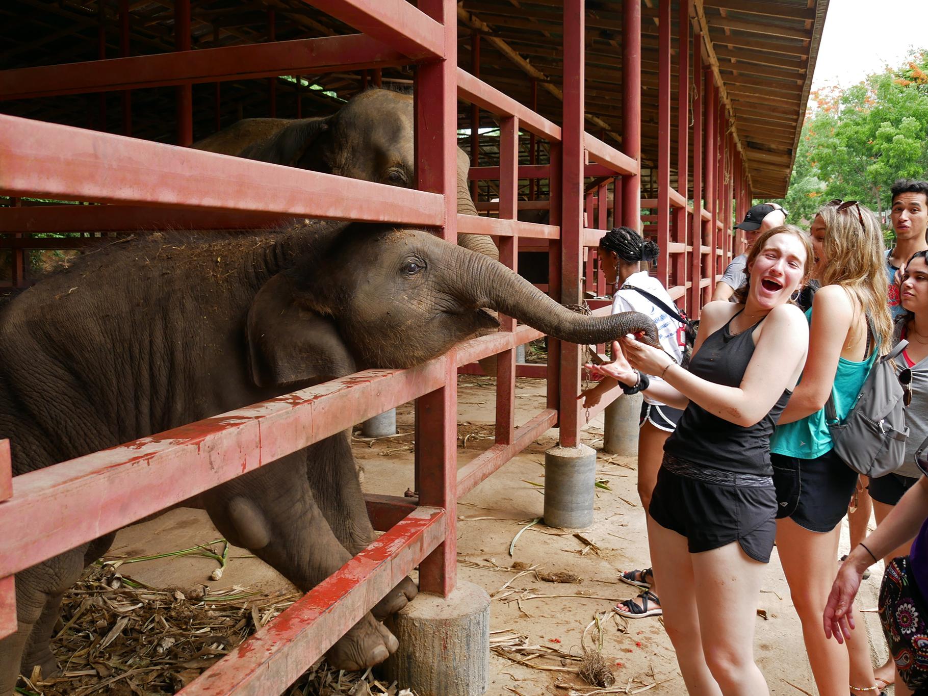 At an elephant sanctuary, students learned threats the animal faces and got a close look at the curious animals.