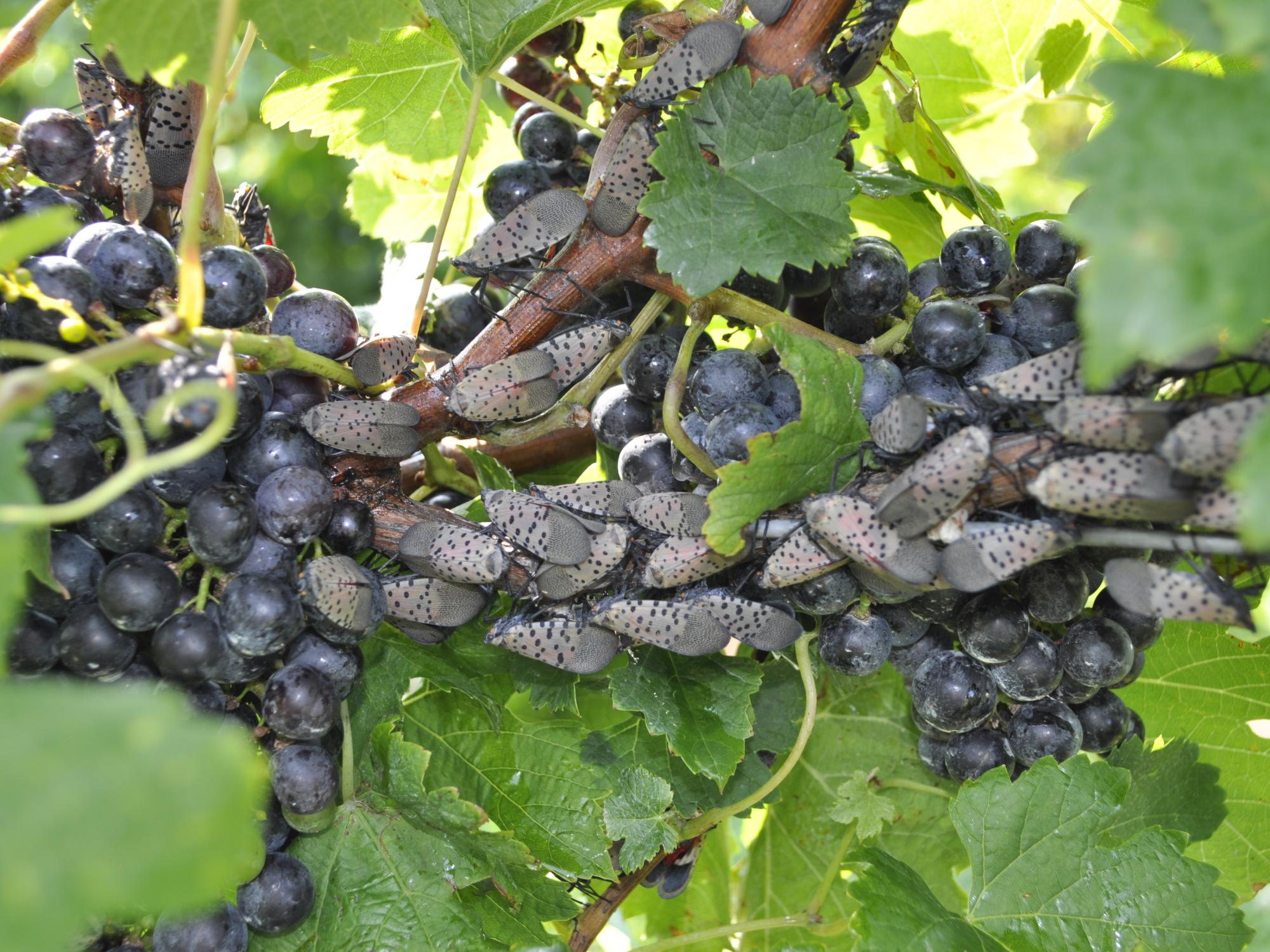 spotted lanternfly on vines