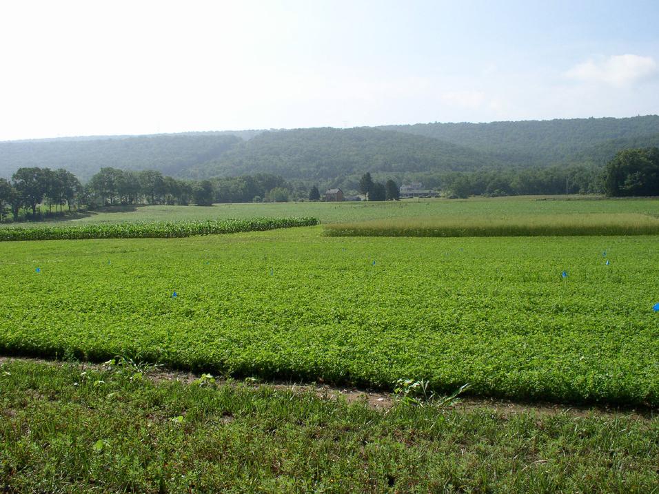 soybean field