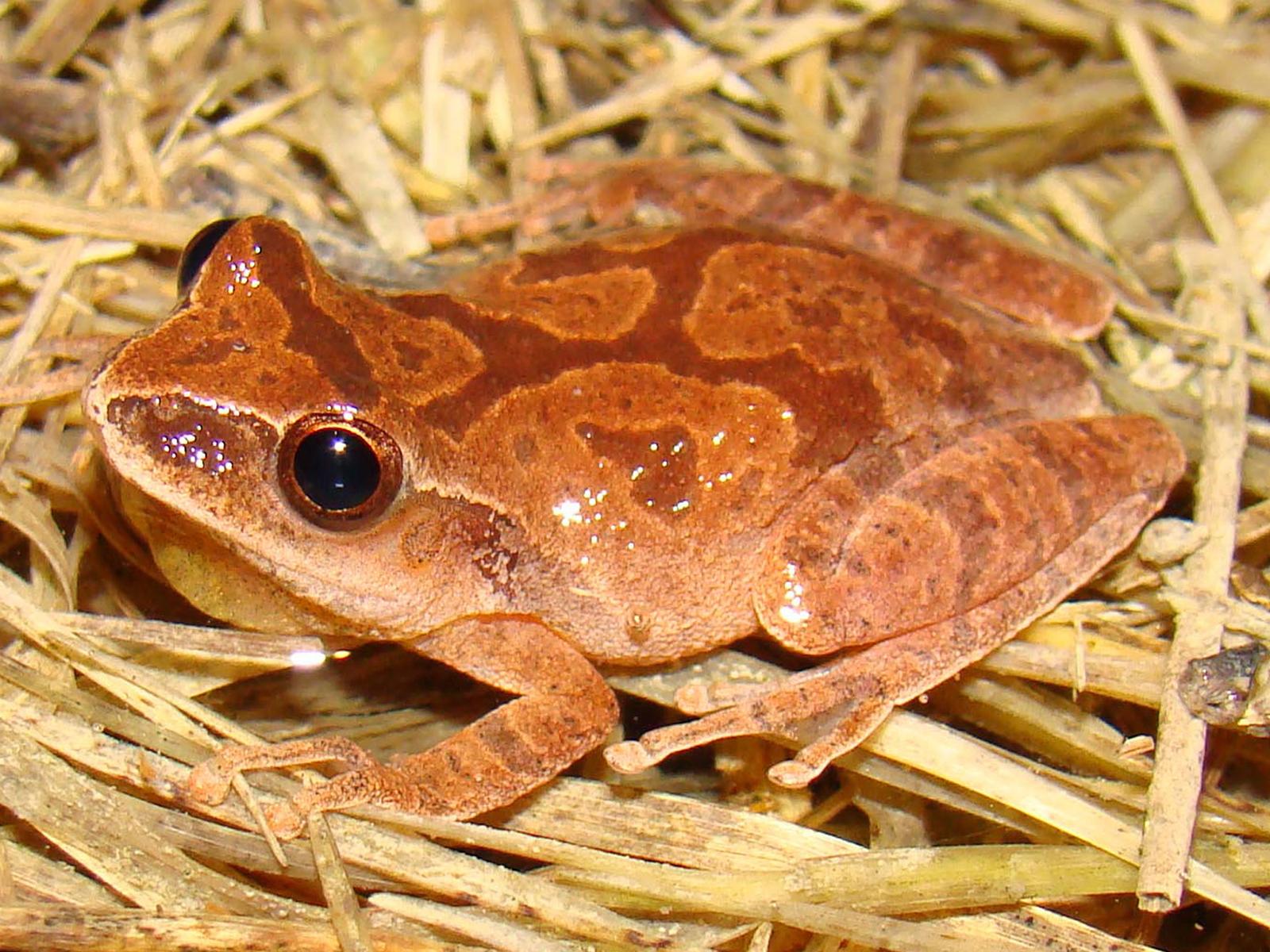 Spring Peeper