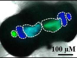 Light organ with fluorescently labeled bacteria