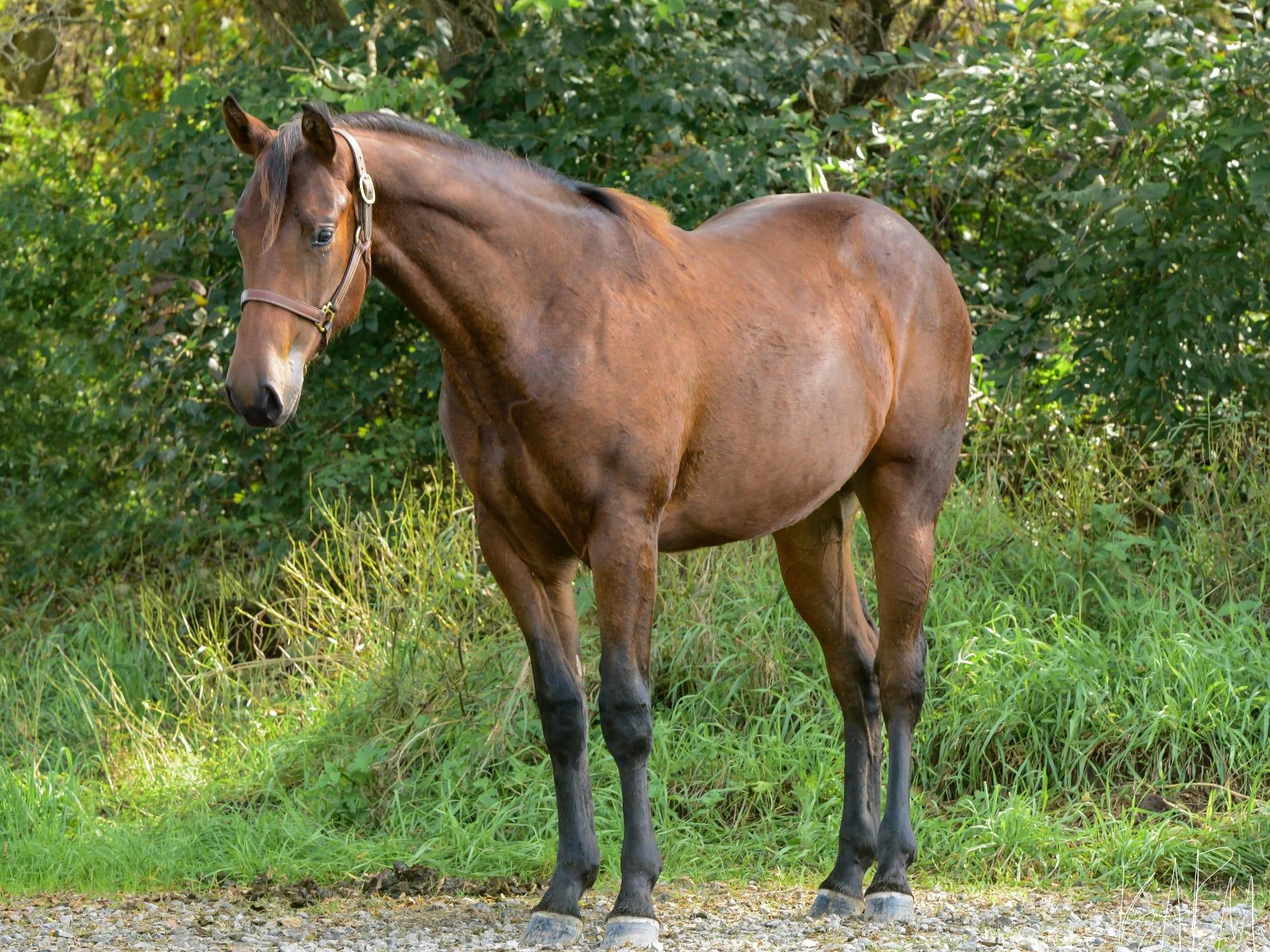 quarterhorse