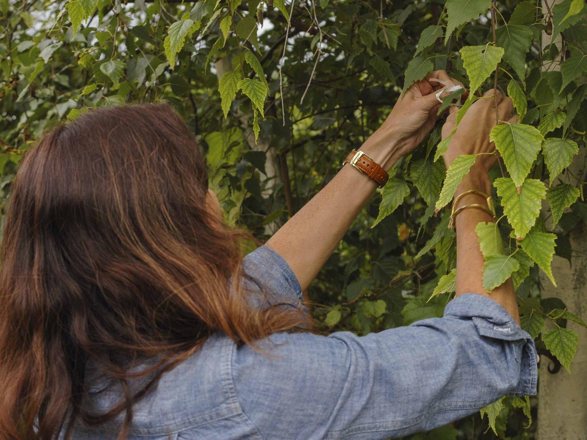 Susan places iBeacon in tree