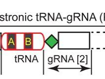 Synthetic tRNA-gRNA gene