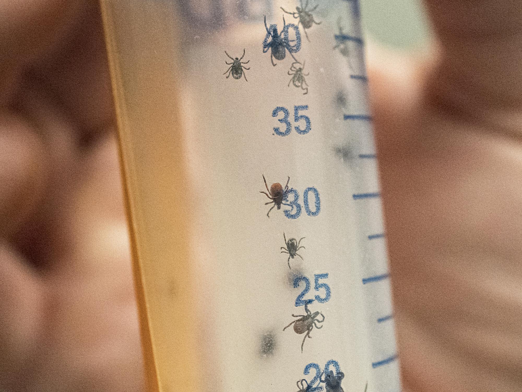 blacklegged ticks Ticks_Vandegrift