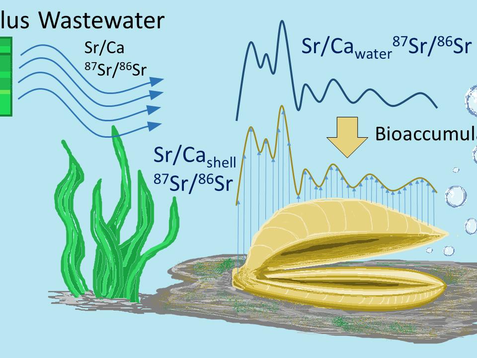 strontium bioaccumulates in freshwater mussels