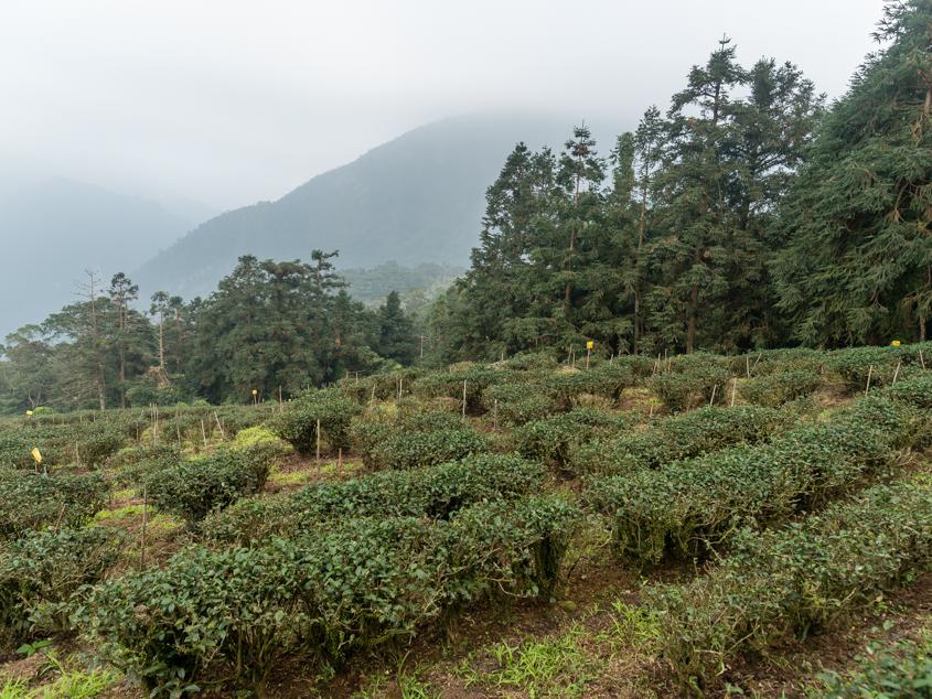 tea plantations in Taiwan