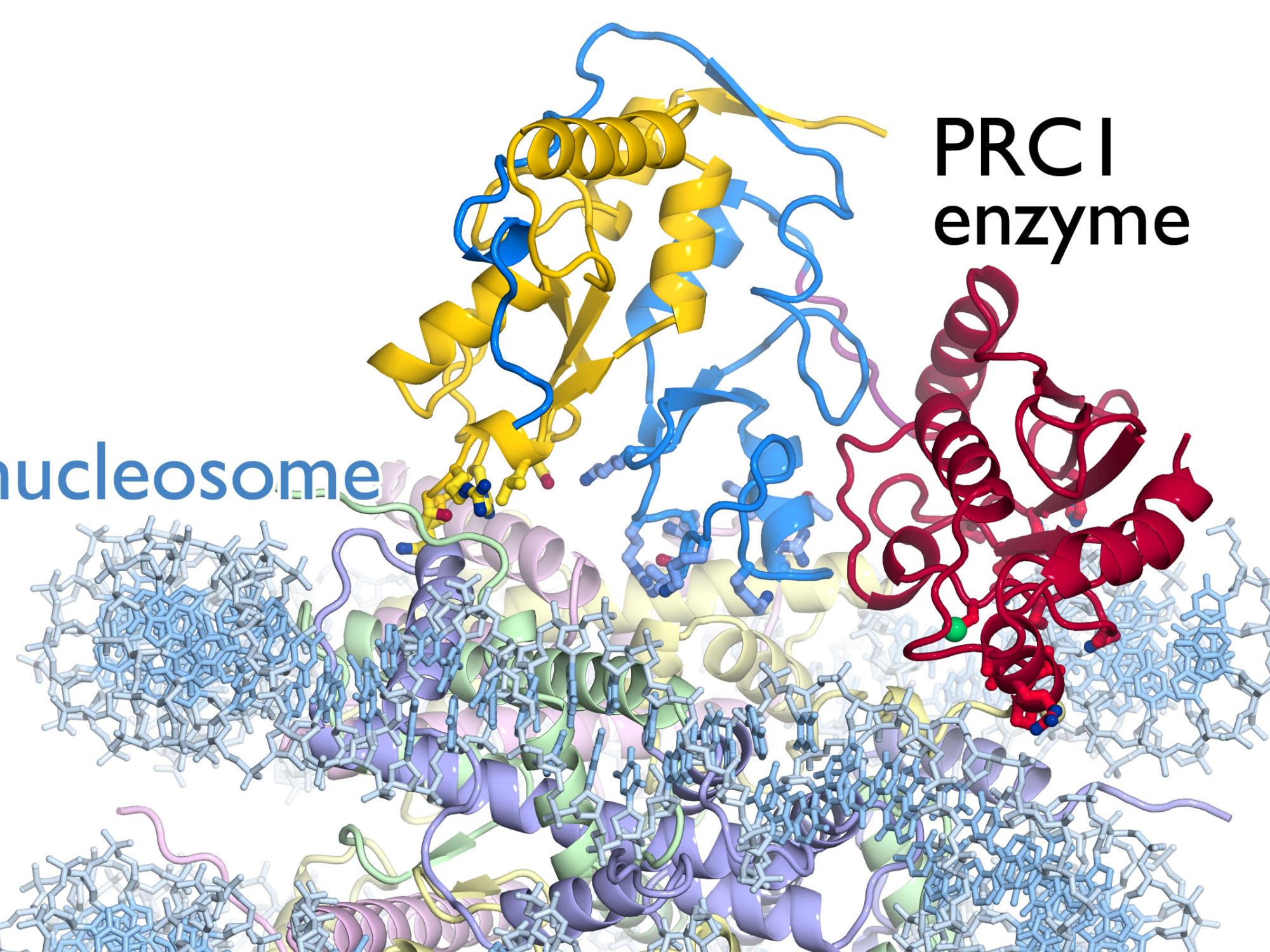 PRC1 nucleosome