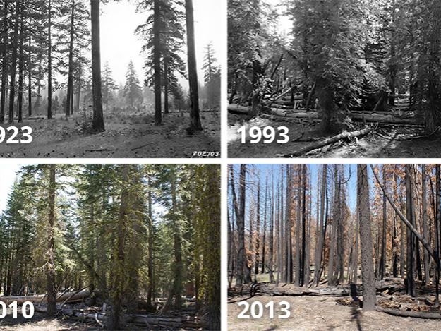 Repeat photographs of the same spot in Lassen Volcanic National Park. Photographs from 1923, 1993 and 2010 show the forest growing denser. The image from 2013 shows the forest after it burned in the 2012 Reading Fire.