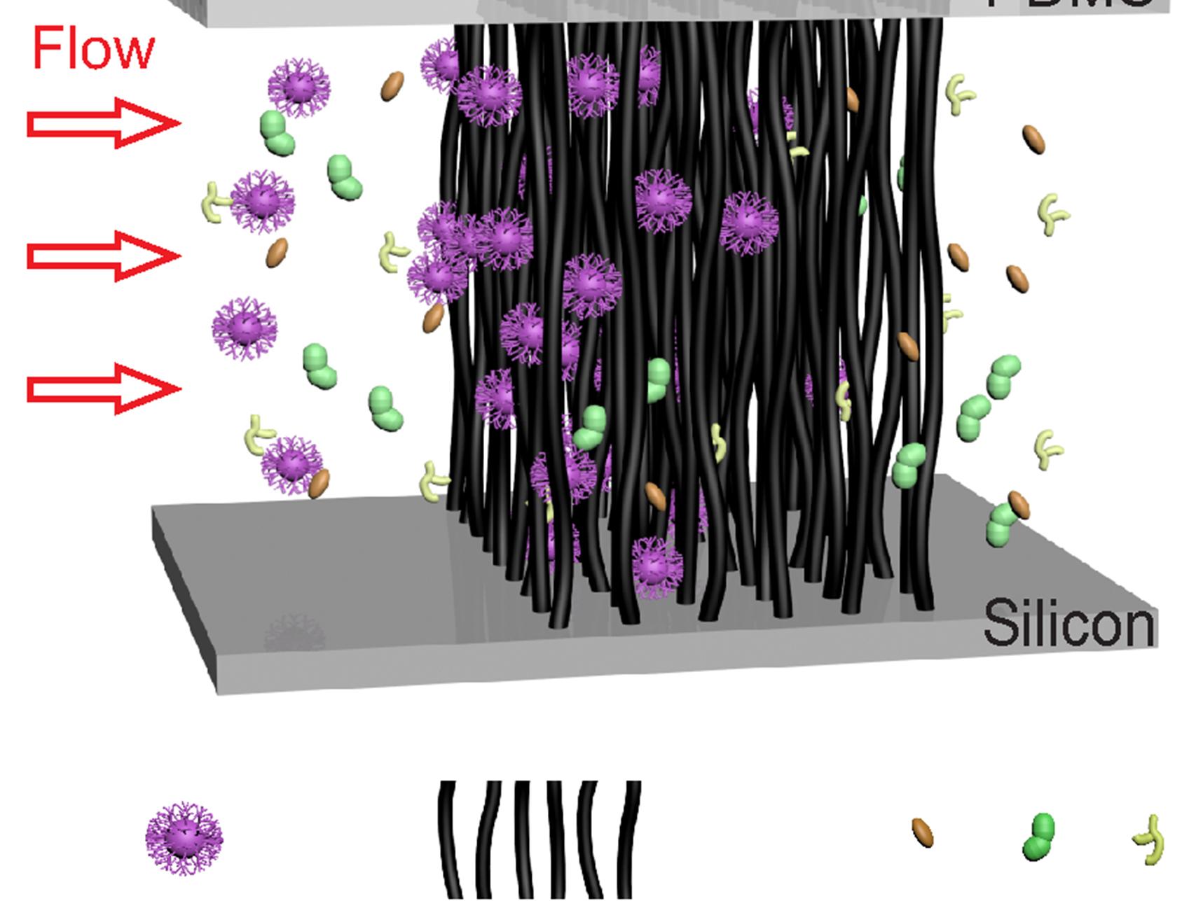 New, carbon-nanotube tool for ultra-sensitive virus detection and identification IMAGE 3